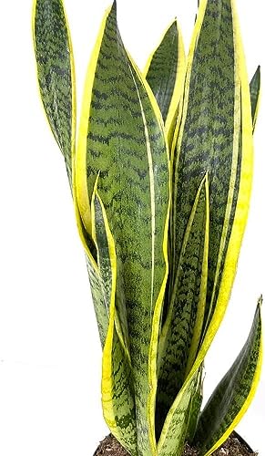 Espada de san jorge: Una planta decorativa y funcional. Purifica el aire y agrega un toque de naturaleza a tus espacios Planta Natural de Fácil de Mantener en maceta de 8,5cm